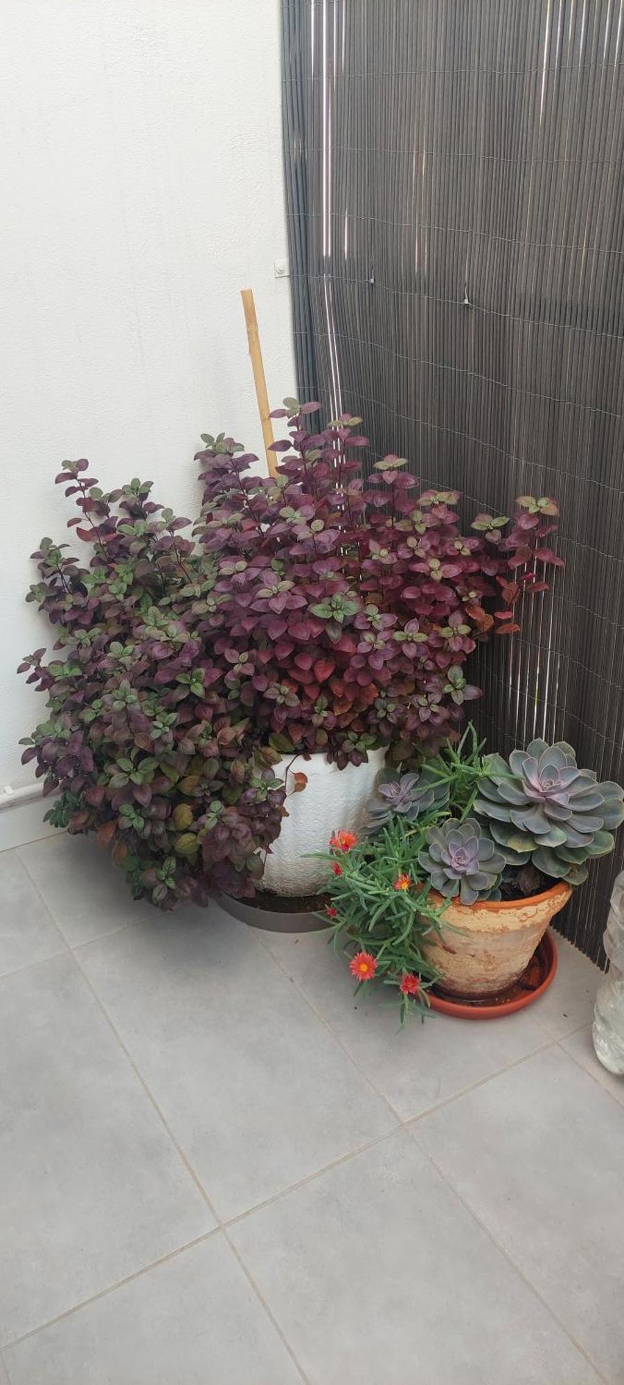 Apartamento La Union 卡斯特利翁-德拉普拉纳 外观 照片